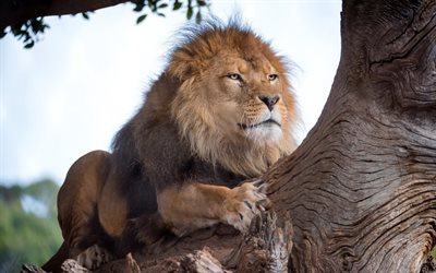león, depredadores, África, rama de árbol, de los Leones