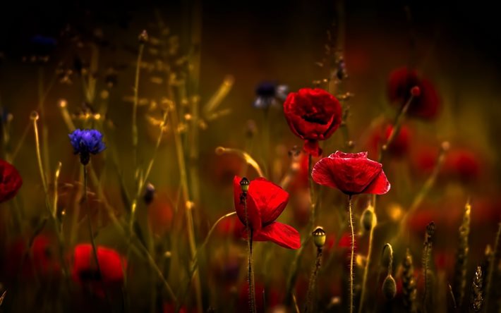 poppy, kır çiçekleri, kırmızı gelincikler, kırmızı çiçekler, yaz