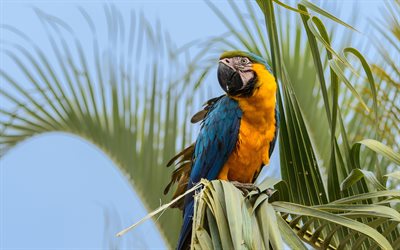Blue-and-yellow macaw, Ara ararauna, South America, macaw on a branch, yellow blue parrot, macaws, parrots, blue-and-gold macaw, parrot on a branch