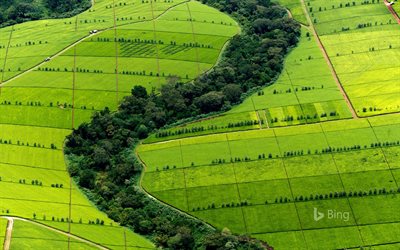 piantagione di tè, foresta, estate, Bing, Kenya