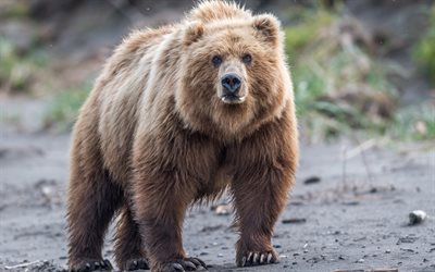 bear, wildlife, forest, brown bear, predator