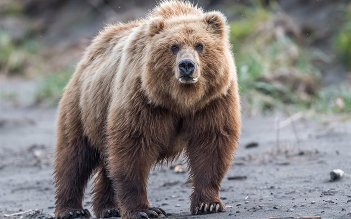 urso, vida selvagem, floresta, urso pardo, predador