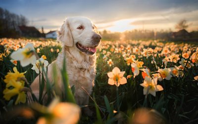 golden retriever, daffodils, labrador, field, cute animals