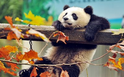 パンダ, 4k, かわいい動物たち, 秋, 熊