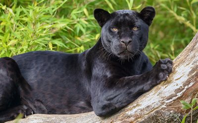 vahşi, siyah panter, jaguar, panter