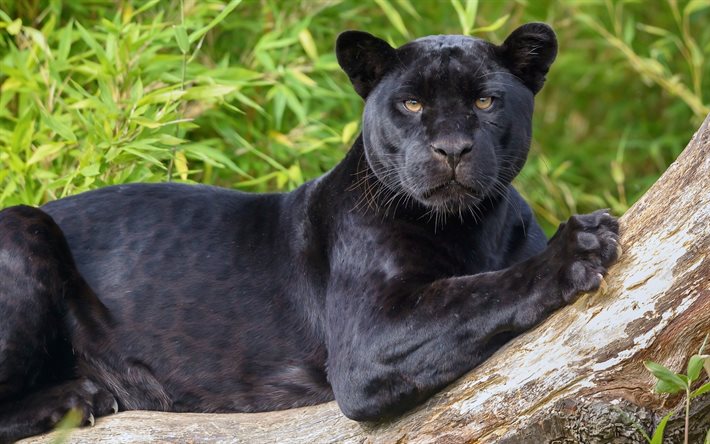 la faune, la panthère noire, jaguar, panther