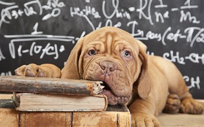 学校, 犬, 犬の写真, dogueドゥボルドー, かわいい犬, 教育委員会