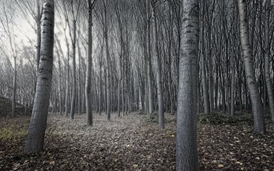 grey trees, forest, winter, loneliness