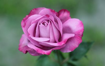 로즈 핑크, 분홍색 꽃이, rojava rose