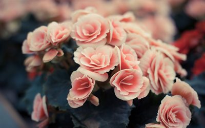 गुलाबी रंग है, गुलाबी गुलाब, गुलाब, पोलैंड गुलाब, गुलाब rojava