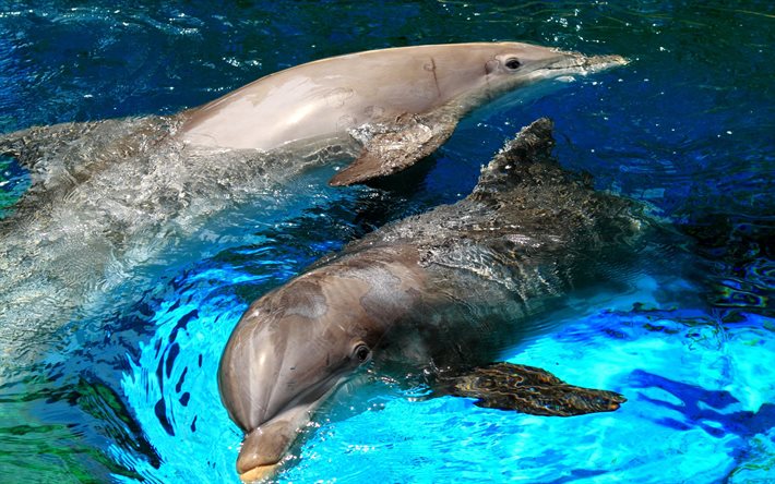 akvariet, poolen, delfinerna