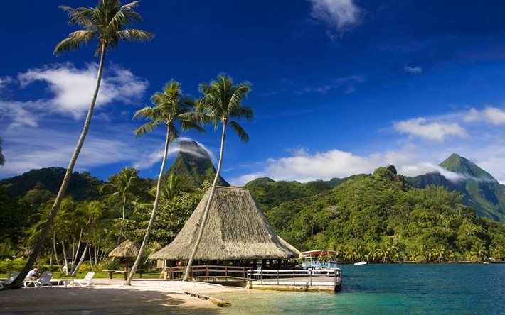 las playas de tahití, tahití, polinesia francesa, los árboles de palma