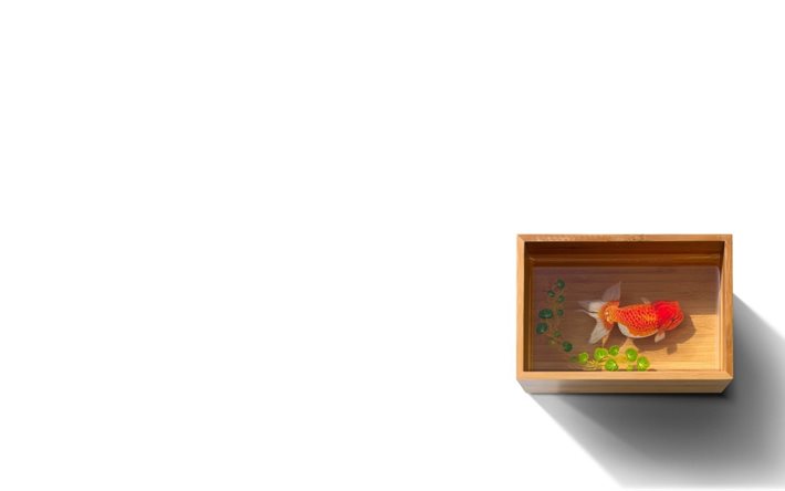 goldfish, wooden aquarium, gold reebok