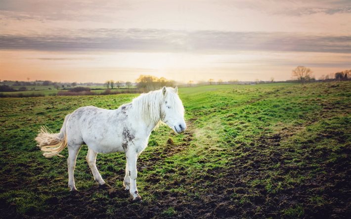 irlandais du cheval, de l'irlande, cheval blanc, prairie