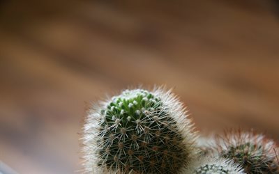 fluffy cactus, home flowers