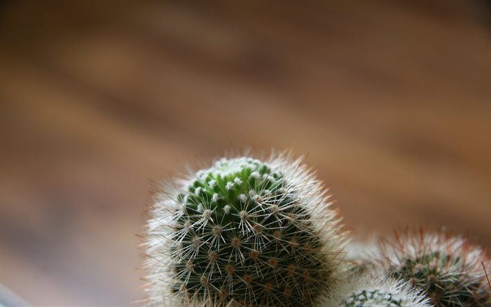 fluffig kaktus, hemblommor