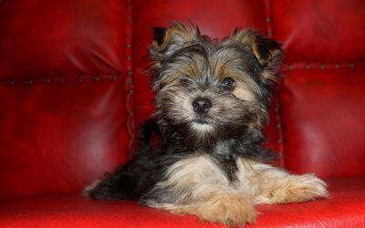 yorkies, cute puppy, yorkshire terrier, sofa