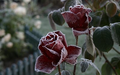 frost, bereifte rose, eis, rote rosen, frozen rose