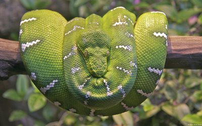 yeşil yılan, dal yeşil boa sobakovodov boa corallus caninus