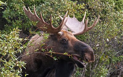 moose, large horns, forest, branches, photo of moose