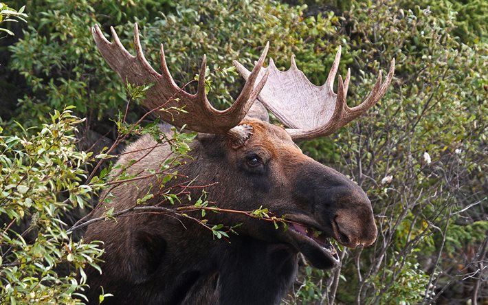 moose, büyük boynuzları, orman, dalları, geyik fotoğraf