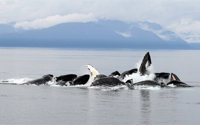 balene, un branco di balene, orche