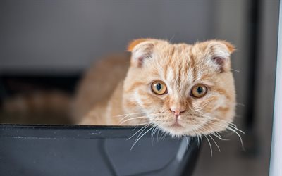 chat roux, avec de grands yeux