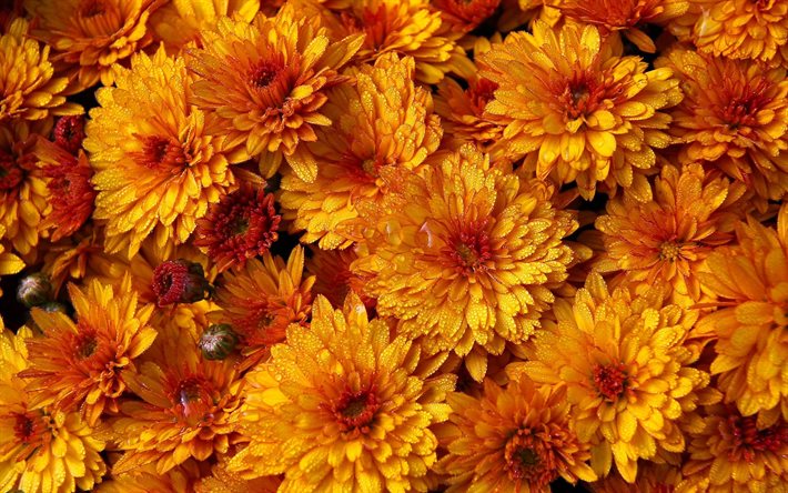 crisantemo amarillo