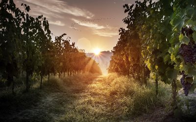morgon, solens gryning, vingårdarna, druvor