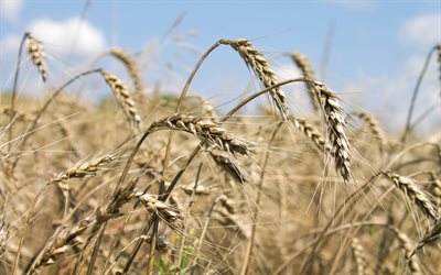 القمح, أوكرانيا, vroiai, آذان من القمح, الحصاد