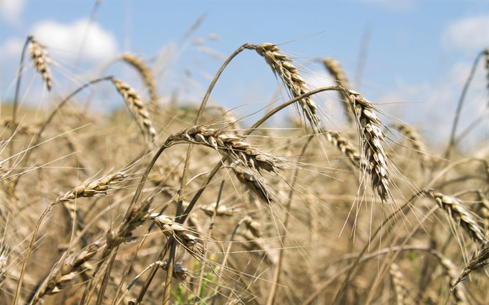 trigo, ucrânia, vroiai, espigas de trigo, colheita