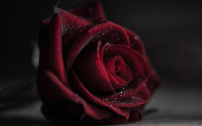 rose, darkness, burgundy rose, the poland roses