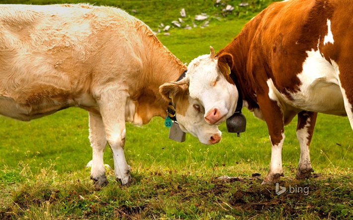 Herunterladen hintergrundbild schweizer kühe, thurgau, schweiz, kuh für  desktop kostenlos. Hintergrundbilder für ihren desktop kostenlos