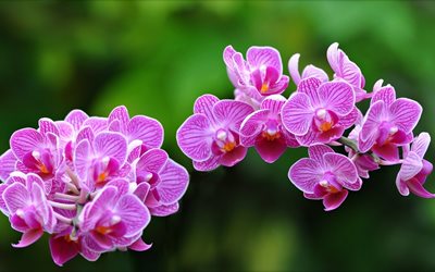 orkideat, eksoottinen, vaaleanpunainen orkidea