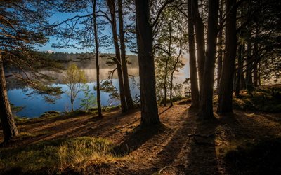 fotografía, lago del bosque, por la mañana, de pino, bosque de pinos