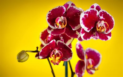 las orquídeas, orquídeas