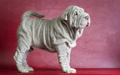 perro toalla, sharpay, chino perros