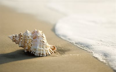 貝殻, 砂, ビーチに, /, シェル