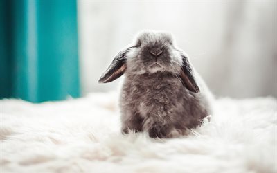 lindo conejo fluffy bunny, animales lindos