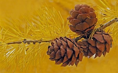 yellow tree, cones, yellow spruce