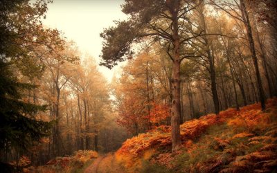 floresta de outono, outono, floresta, neblina