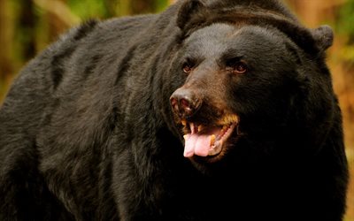 urso faminto, urso, urso pardo, foto