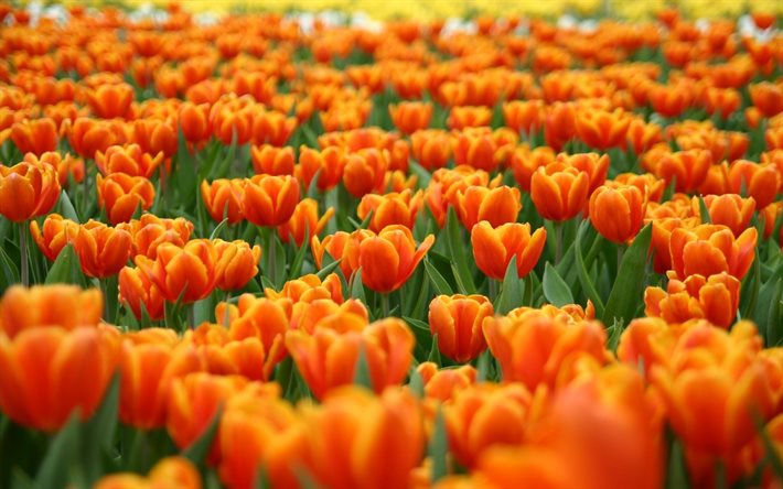 orange tulips, tulip