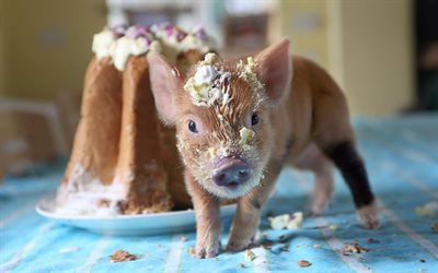 귀여운 돼지, 돼지, 케이크, 작은 돼지