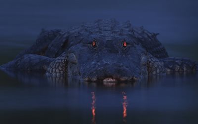 crocodilo, noite, répteis perigosos