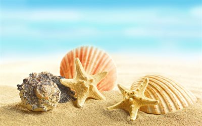 the beach, sand, shells