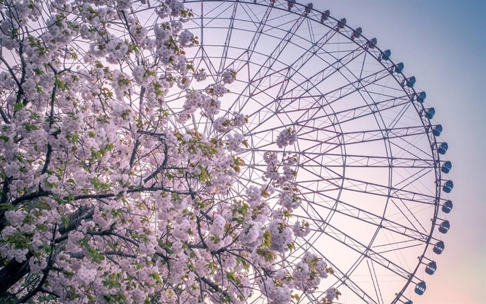 sakura, the ferris wheel, attraction, spring