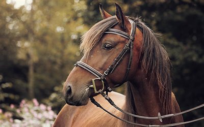 الحصان البني, صور الخيول, الحصان الصورة