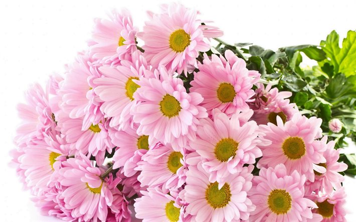 bouquet of chrysanthemums, chrysanthemum, pink flowers