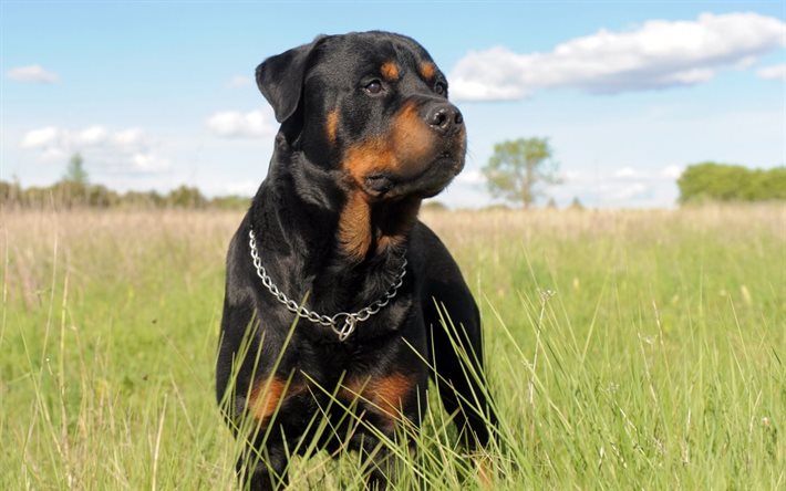 rottweiler, cani, cane male